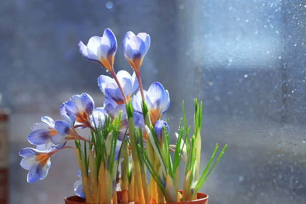 Primavera flores azules — Foto de Stock
