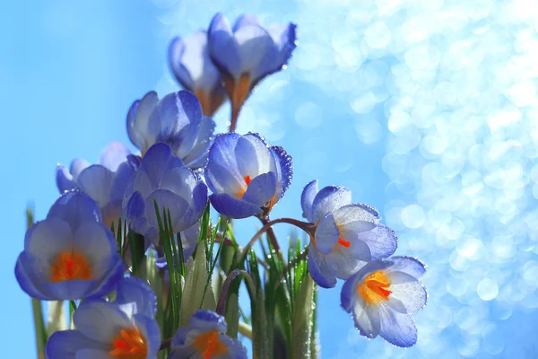 Spring blue flowers — Stock Photo, Image