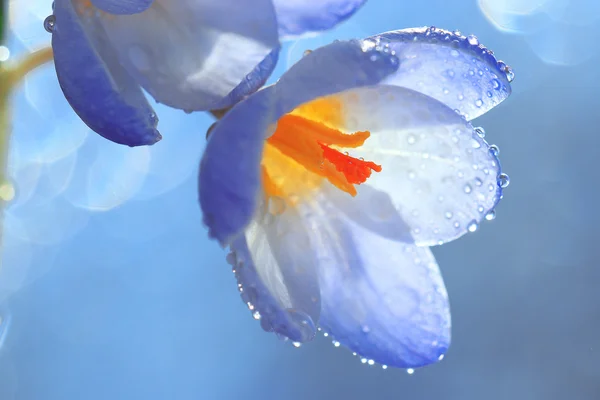 Блакитна весна квітка — стокове фото