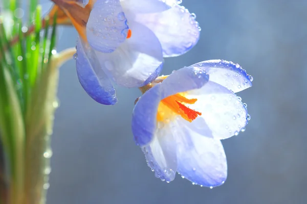 Spring blue flowers — Stock Photo, Image