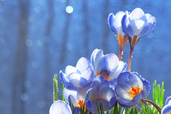 Spring blue flowers — Stock Photo, Image