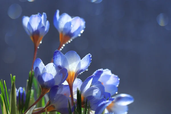 Ramo de flores de primavera —  Fotos de Stock