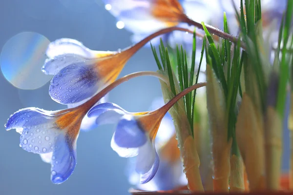 Frühling blaue Blüten — Stockfoto