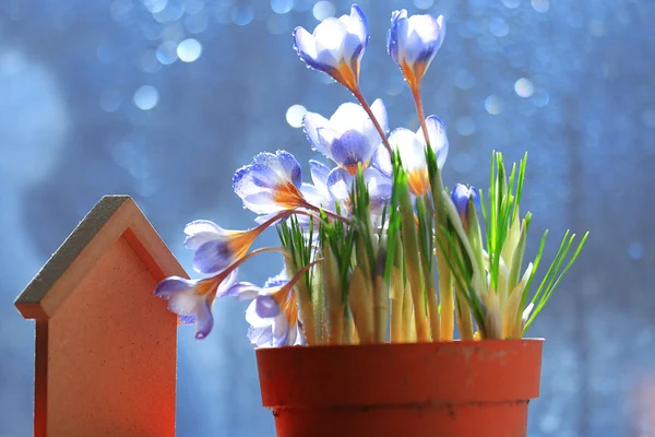 Krokus kwiat i dom zabawka — Zdjęcie stockowe