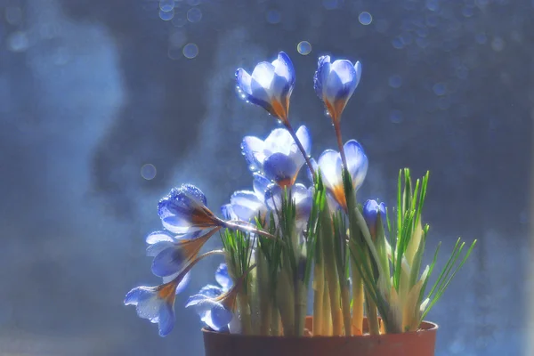 青い春の花の花束 — ストック写真