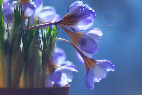 Bouquet di fiori blu primavera — Foto Stock