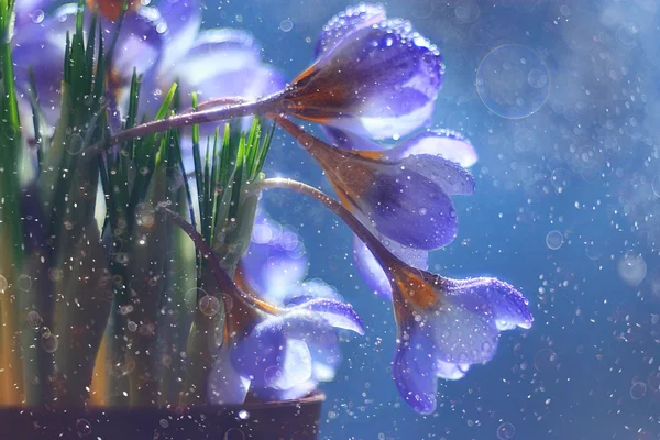 春の花花束 — ストック写真
