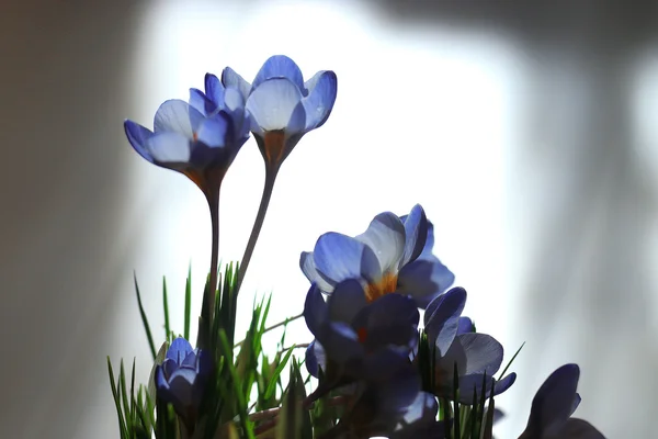 Voorjaarsbloemen boeket — Stockfoto