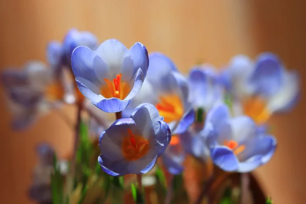 Blauwe Lentebloemen — Stockfoto