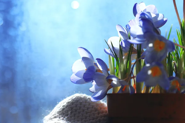 Букет квітів весни — стокове фото