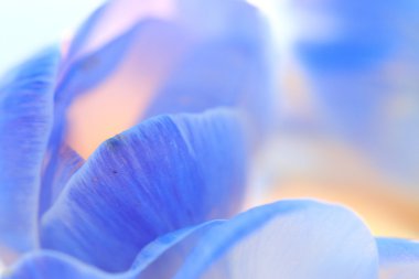 Mavi bahar çiçekleri
