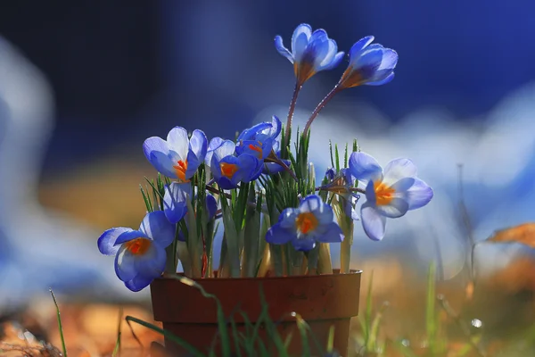 Spring blue crocus flowers — Stock Photo, Image