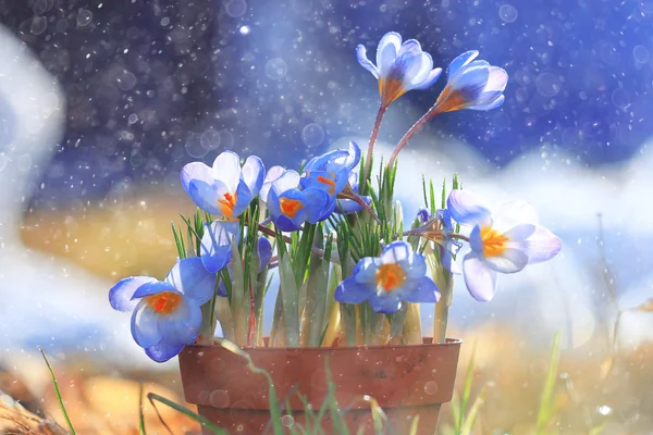 Flores de cocodrilo azul primavera — Foto de Stock