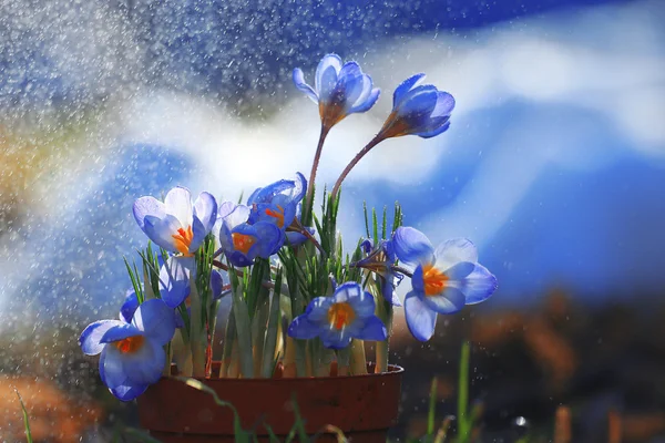 Primavera flores de croco azul — Fotografia de Stock