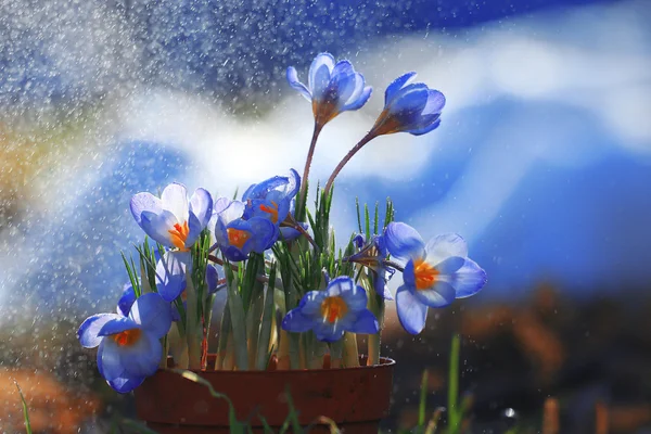 青いばねのクロッカスの花 — ストック写真