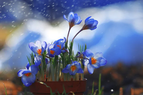 Spring blue crocus flowers — Stock Photo, Image