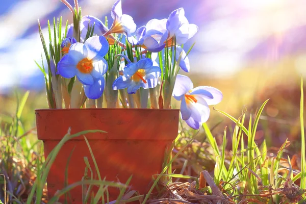 Spring blue crocus flowers — Stock Photo, Image