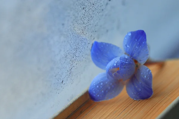 Blaue Krokusblüte auf Buch — Stockfoto