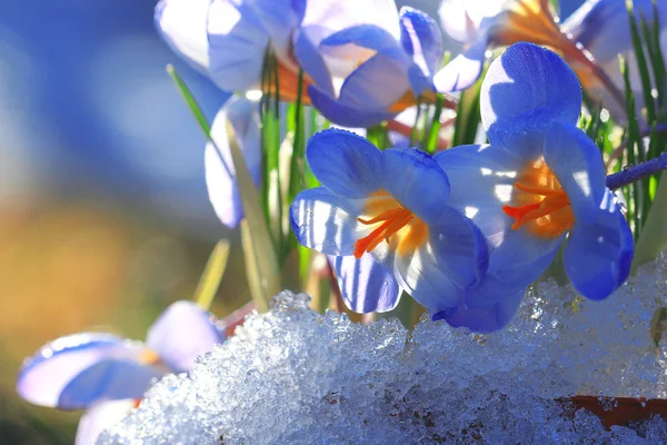 Весенние голубые цветы крокус — стоковое фото
