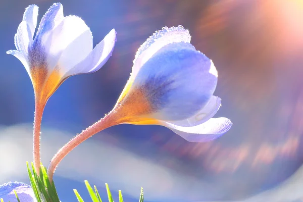 푸른 봄 꽃 — 스톡 사진