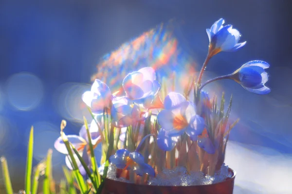 Primavera fiori blu — Foto Stock