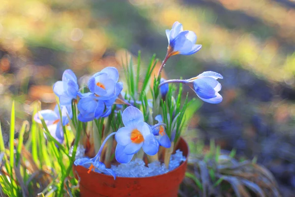 青いばねのクロッカスの花 — ストック写真