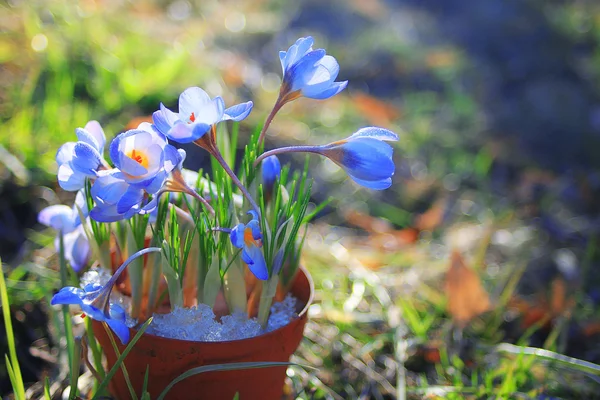 青いばねのクロッカスの花 — ストック写真