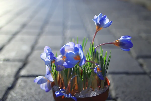 Весняно-блакитні квіти — стокове фото