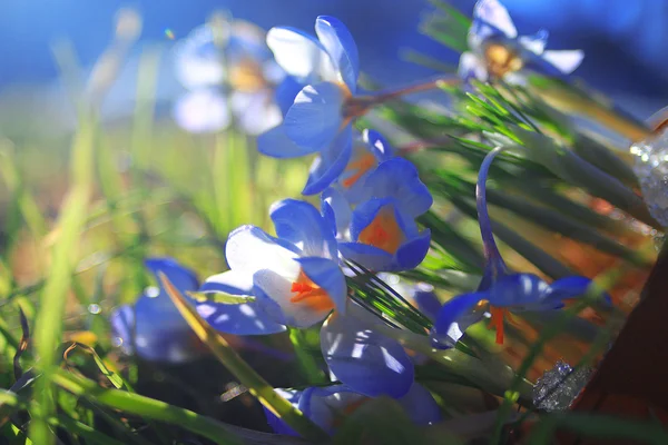 青いばねのクロッカスの花 — ストック写真