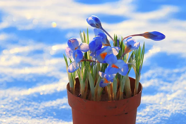 Весенние голубые цветы крокус — стоковое фото