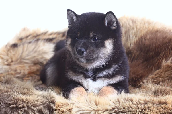 Shiba inu 小狗 — 图库照片