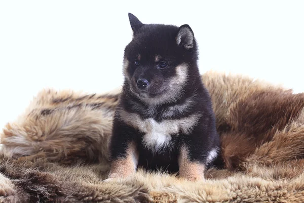 Shiba Inu köpek yavrusu — Stok fotoğraf