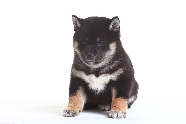 Shiba inu puppy — Stock Photo, Image