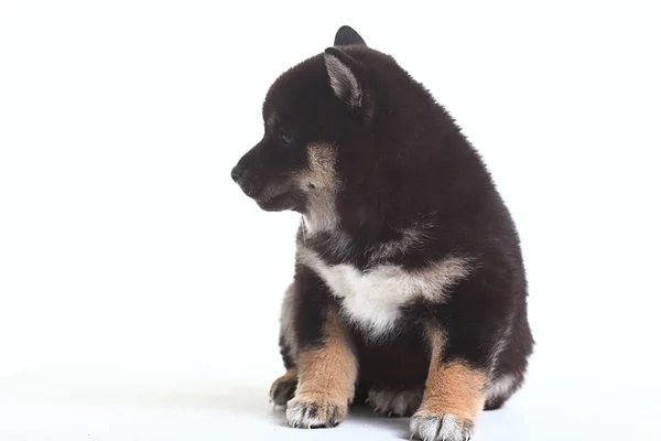 Shiba inu puppy — Stock Photo, Image