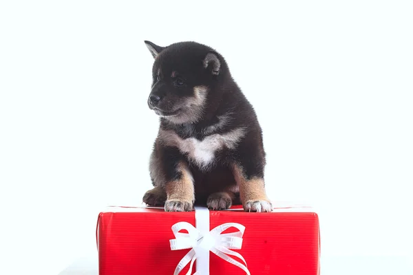 Shiba inu puppy with gift — Stock Photo, Image