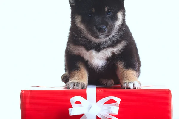 Shiba inu puppy with gift — Stock Photo, Image