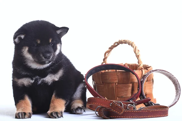 Siyah Shiba Inu köpek yavrusu — Stok fotoğraf