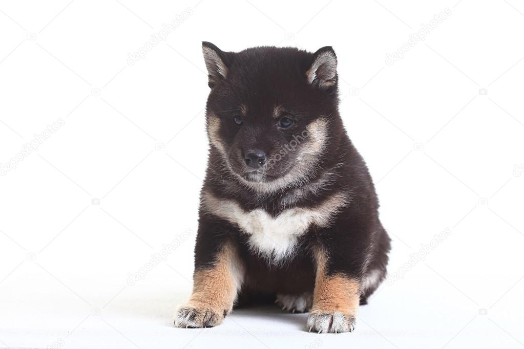 Shiba Inu Welpe Stockfoto Xload 67879753