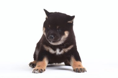 Siyah Shiba Inu köpek yavrusu