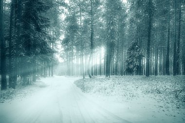 Kışın çam ormanı