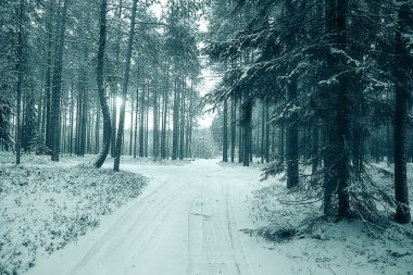 Kışın çam ormanı