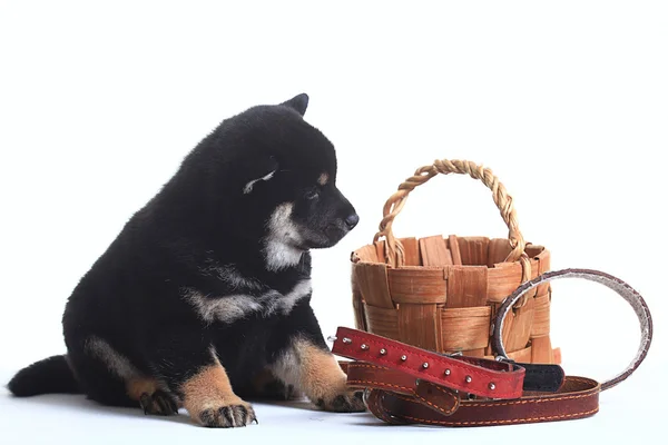 Svart shiba inu valp – stockfoto