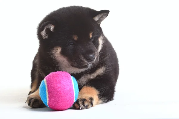 Svart shiba inu valp – stockfoto