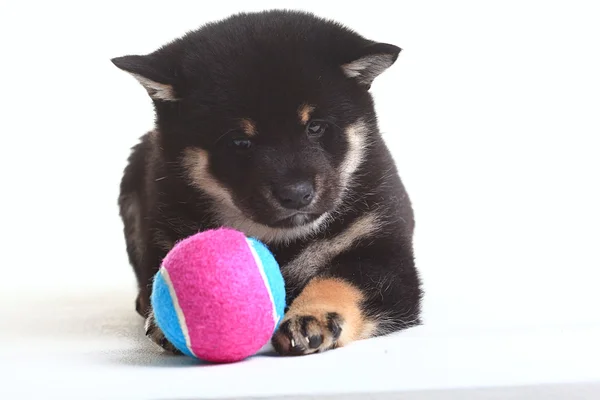 Svart shiba inu valp – stockfoto