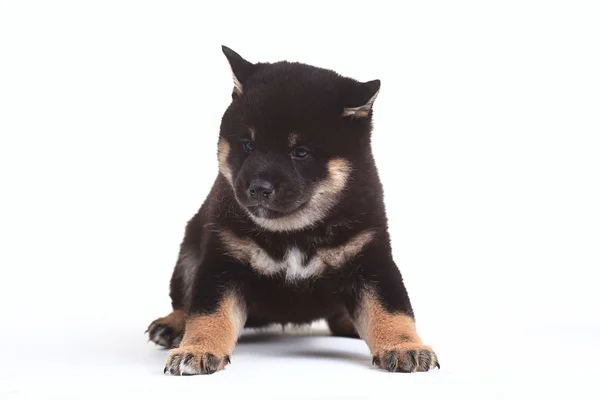 Siyah Shiba Inu köpek yavrusu — Stok fotoğraf