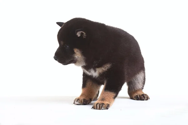 Black Shiba inu puppy — Stock Photo, Image