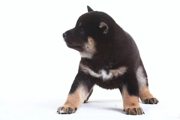 黒柴柴犬子犬 — ストック写真