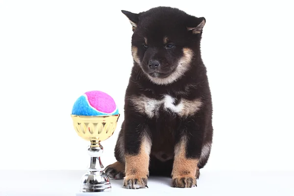 Shiba Inu valp – stockfoto