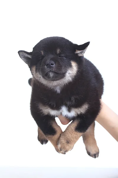Black Shiba inu puppy — Stock Photo, Image