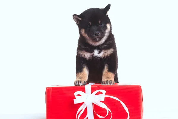 Shiba inu puppy with gift — Stock Photo, Image